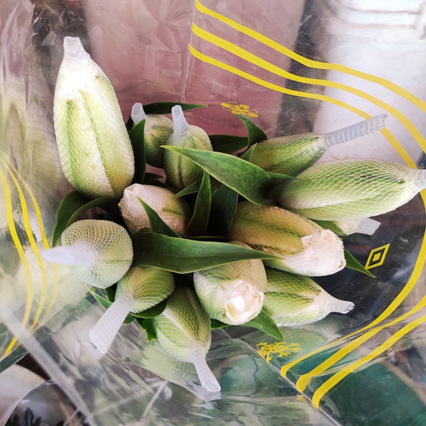 Hoa ly kép trắng